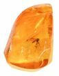 Detailed Fossil Fly (Diptera) In Baltic Amber #58066-2